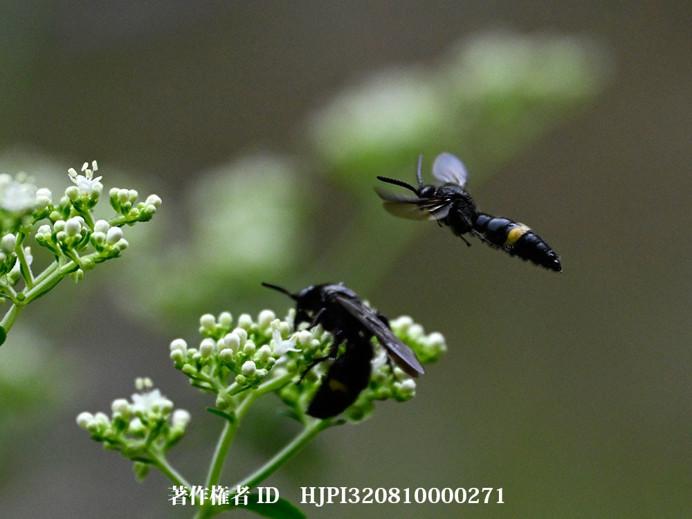 キオビツチバチ