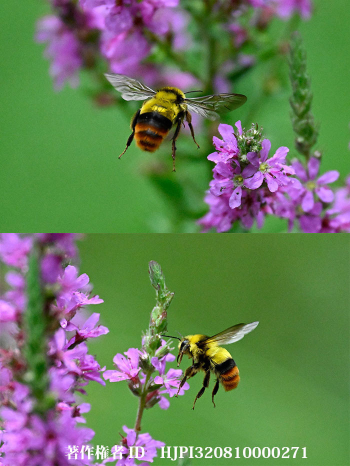 クロマルハナバチのオス