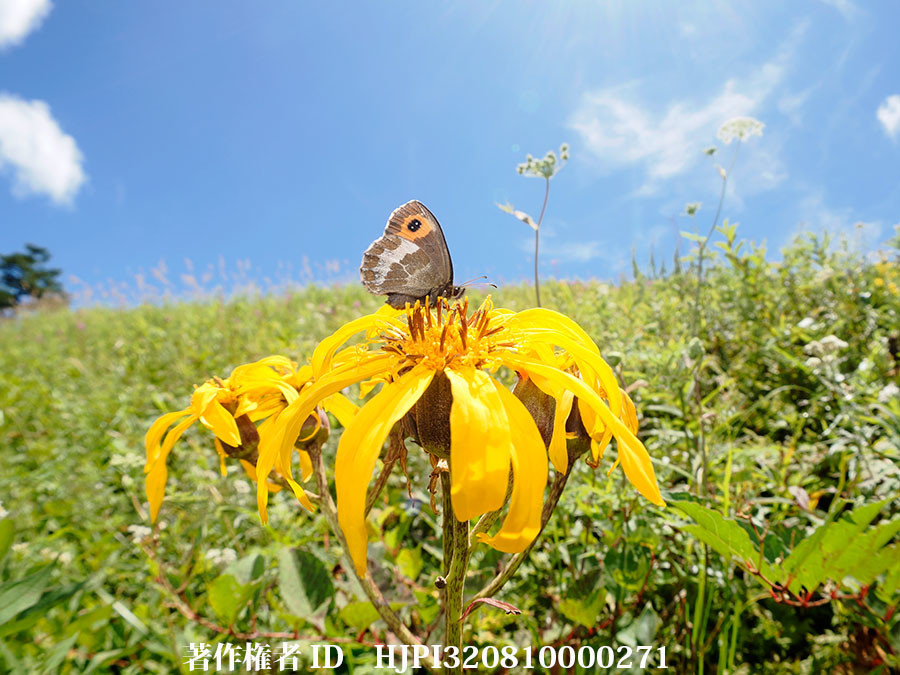 fisheyeコンバーターで、ベニヒカゲ