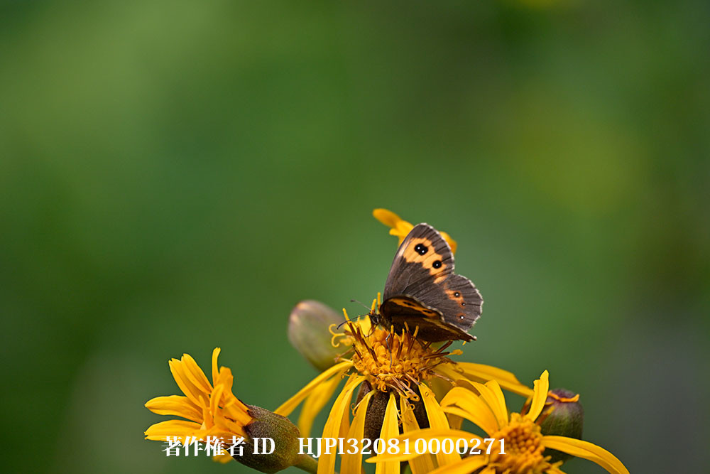 ベニヒカゲをＺ９で