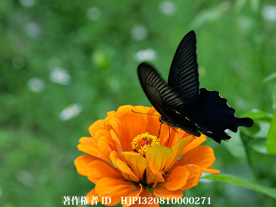 ヒャクニチソウにきたクロアゲハ