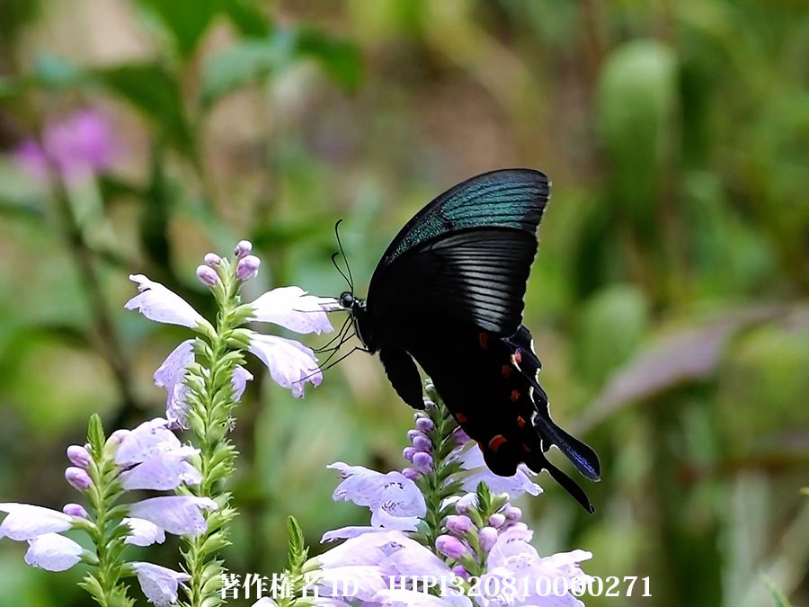 庭のカラスアゲハのメス