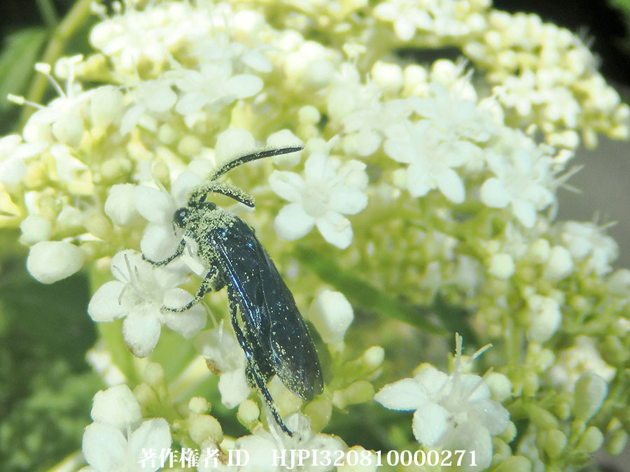 ルリチュウレンジハバチ