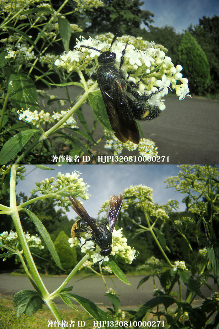 キオビツチバチを虫の目レンズで