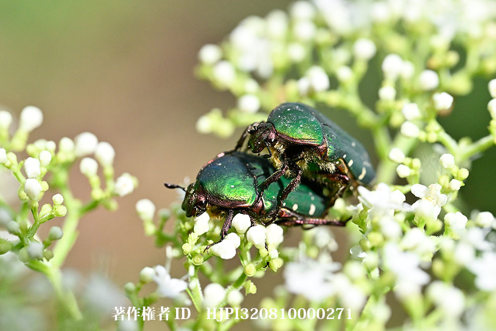 アオハナムグリの交尾