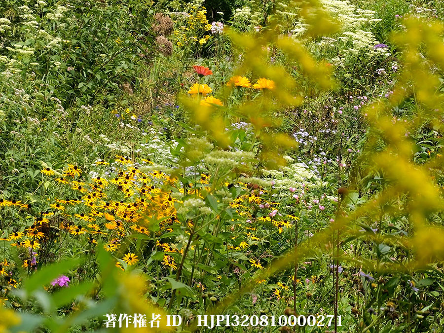 9月9日のバタフライガーデン