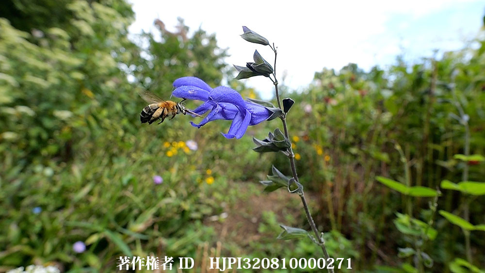 虫の眼レンズがなくても（コシブトハナバチ LEICA DG 9mmF1.7)