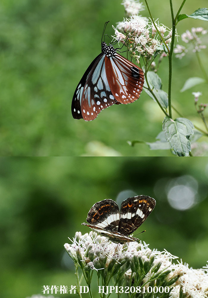 アサギマダラとサカハチチョウ