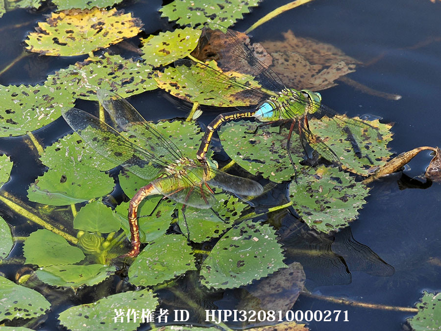 ギンヤンマの産卵