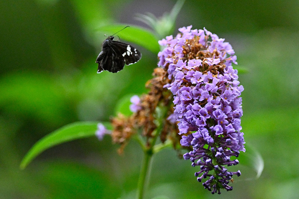ダイミョウセセリの飛翔