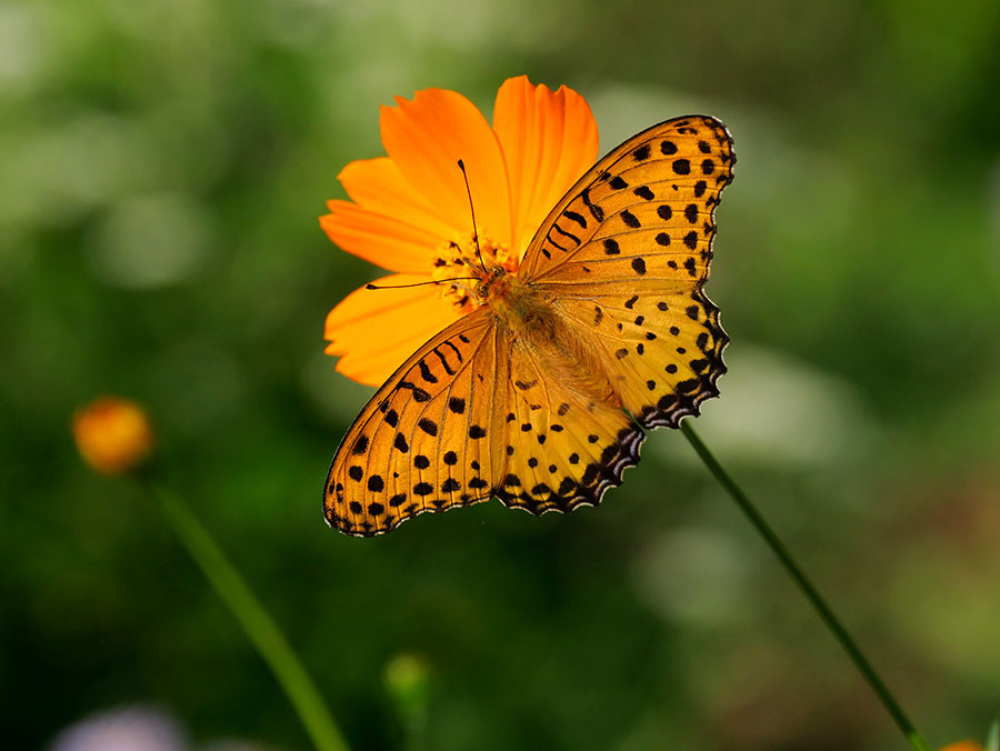 キバナコスモスにツマグロヒョウモン