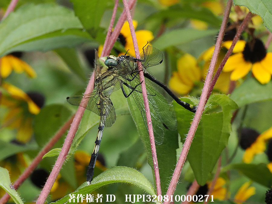 ミヤマサナエを食べるシオカラトンボ