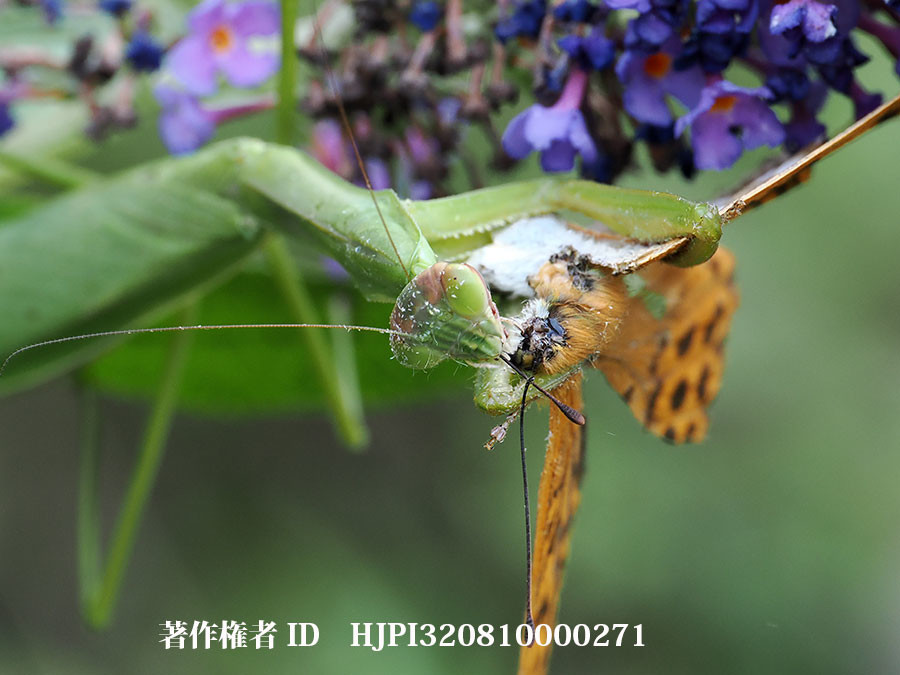 ミドリヒョウモンを食べるオオカマキリ