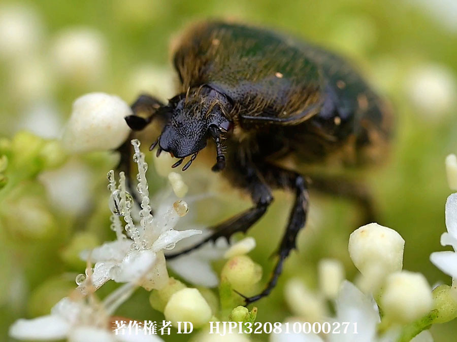 Z9で初めて、動画を撮ってみた