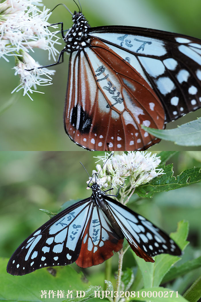 マーキングされたアサギマダラがやってきた