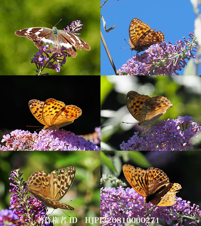 ブッドレアで吸蜜するヒョウモンチョウのいろいろ