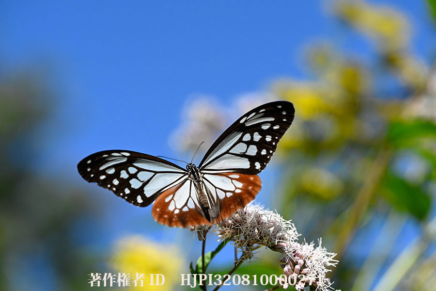 庭のアサギマダラ