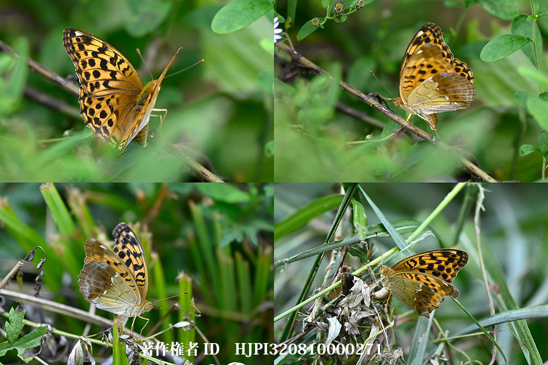 オオウラギンスジヒョウモンの産卵