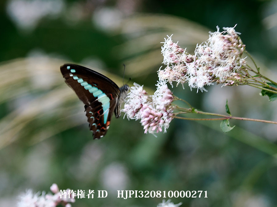 庭にアオスジアゲハ