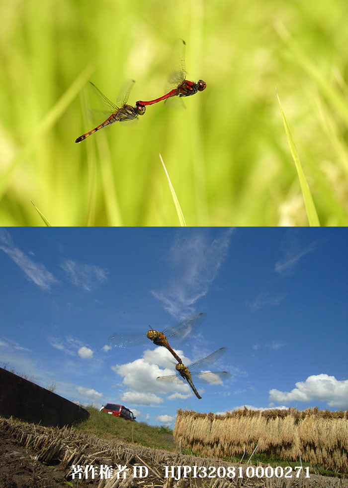 ナツアカネとアキアカネの産卵