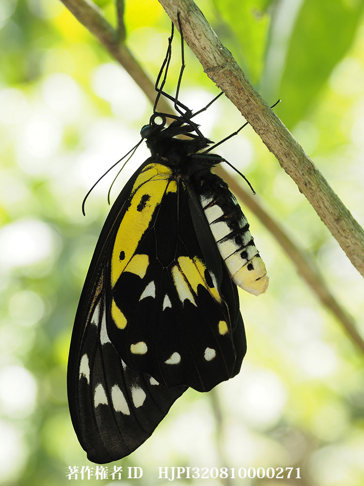 小諸写真展で展示した写真31（羽化したばかりのビクトリアトリバネアゲハのメス）