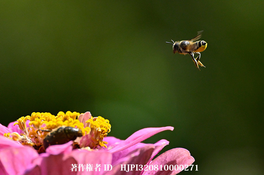 ハキリバチの飛翔