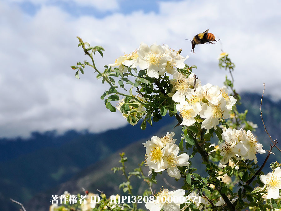 ノバラの仲間にマルハナバチ（東チベットで見た身近な植物2）