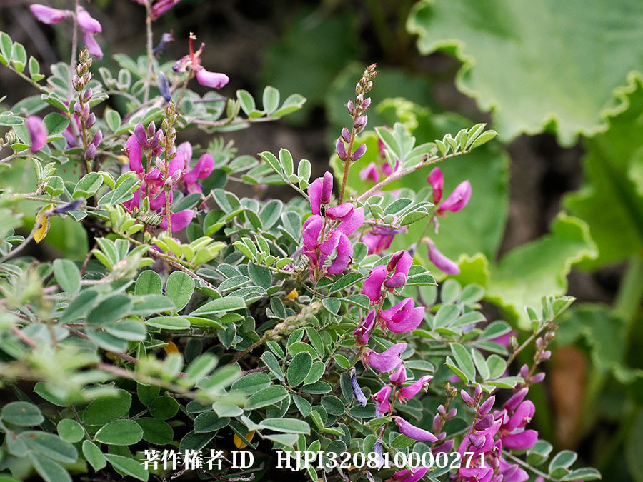 コマツナギの仲間（東チベットで見た身近な植物5）
