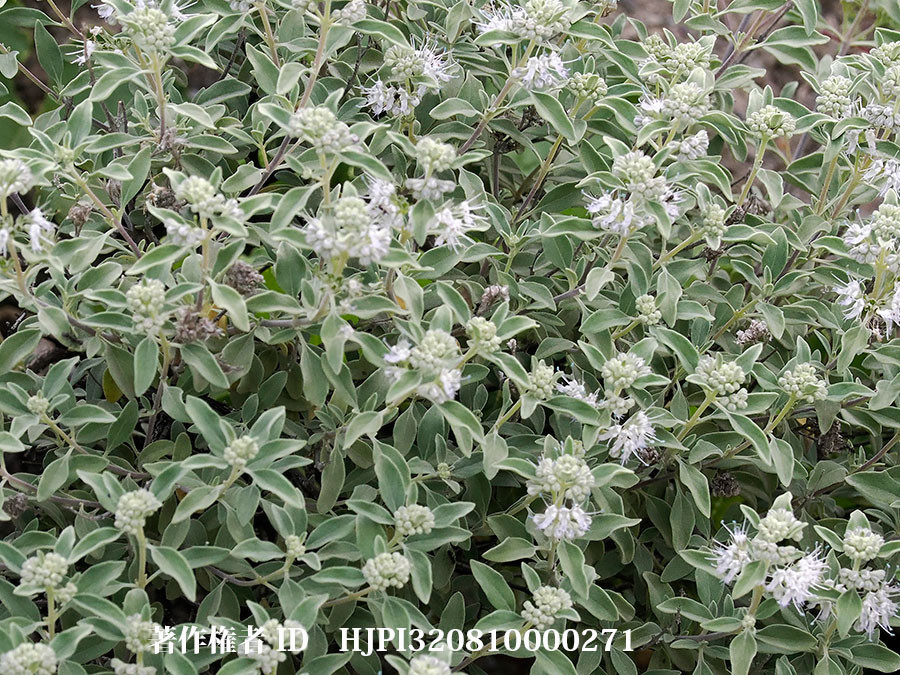 ハッカの仲間（東チベットで見た身近な植物6）