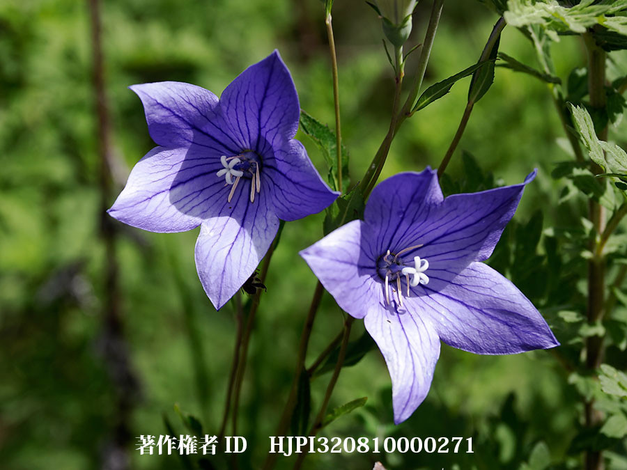 キキョウ（東チベットで見た身近な植物7）