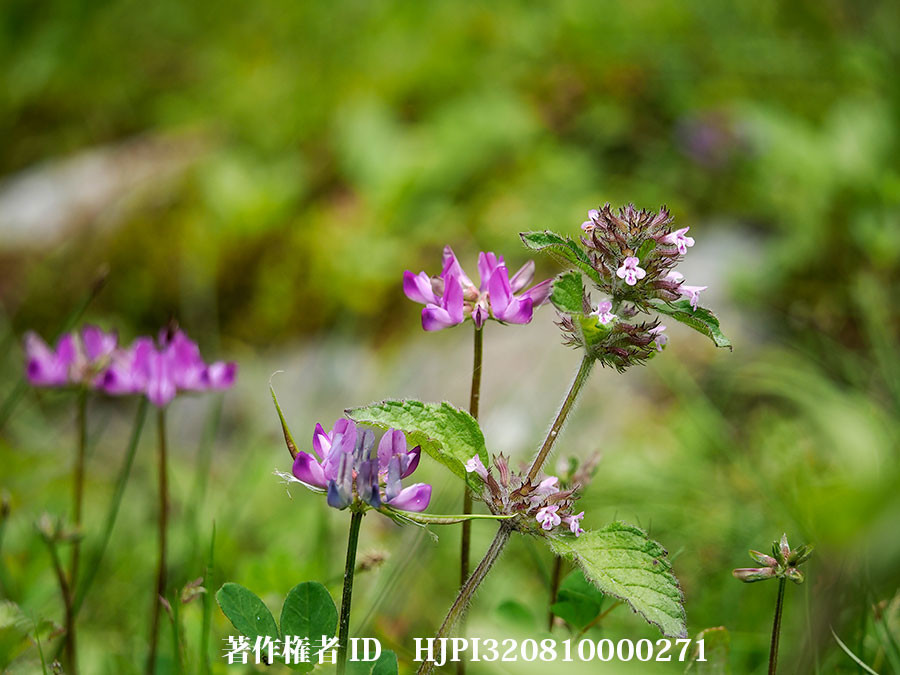 ゲンゲ（レンゲ）（東チベットで見た身近な植物8）