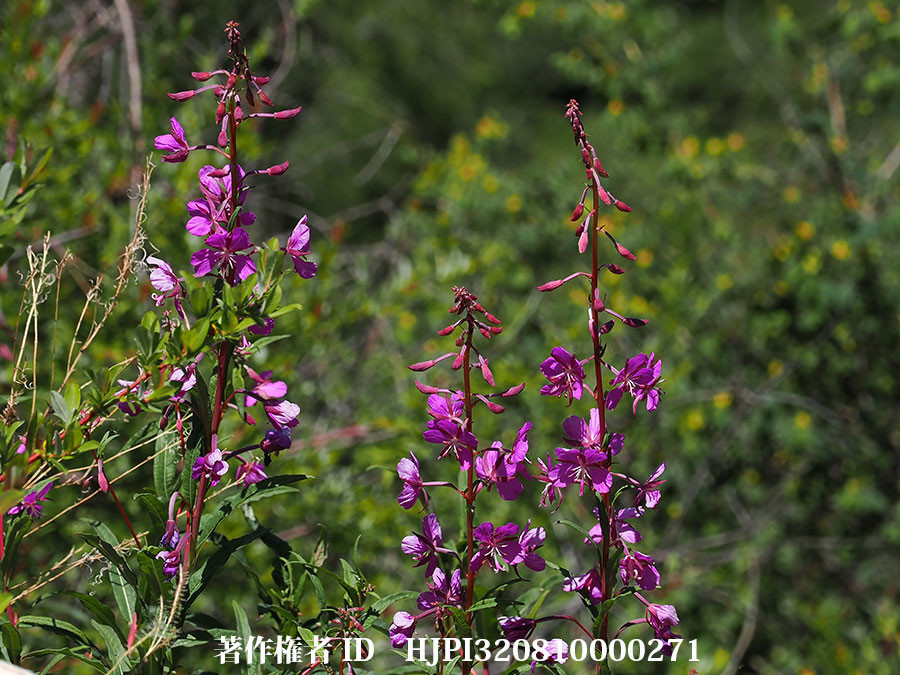 ヤナギラン（東チベットで見た身近な植物9）