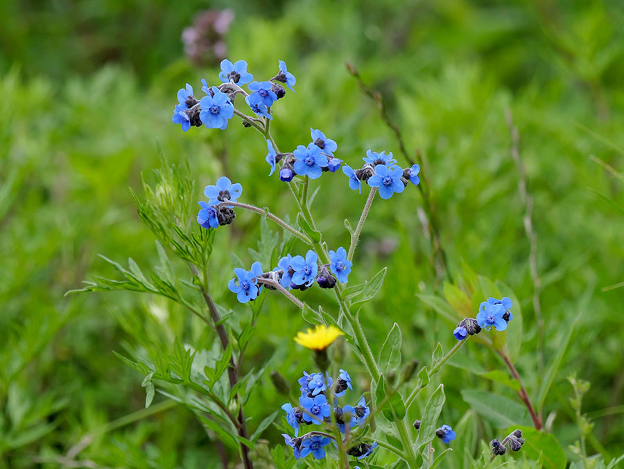 シナワスレナグサ　Cynoglossum amabile（東チベットで見た身近な植物12）