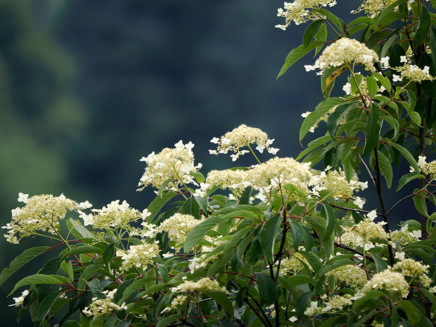 ヒマラヤノリウツギ　Hydrangea heteromalla（東チベットで見た身近な植物14）