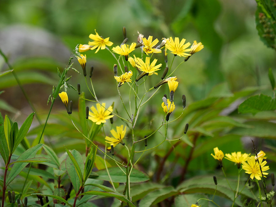 ニガナ（東チベットで見た身近な植物15）