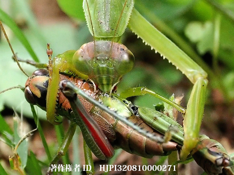 オオカマキリがバッタを食べる