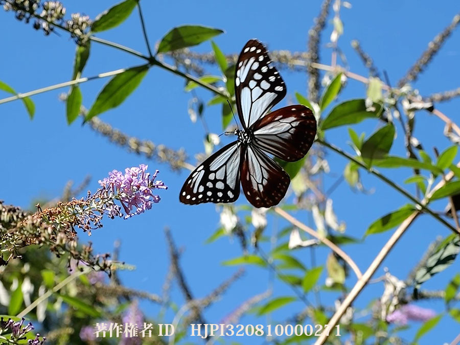今年の庭のアサギマダラ