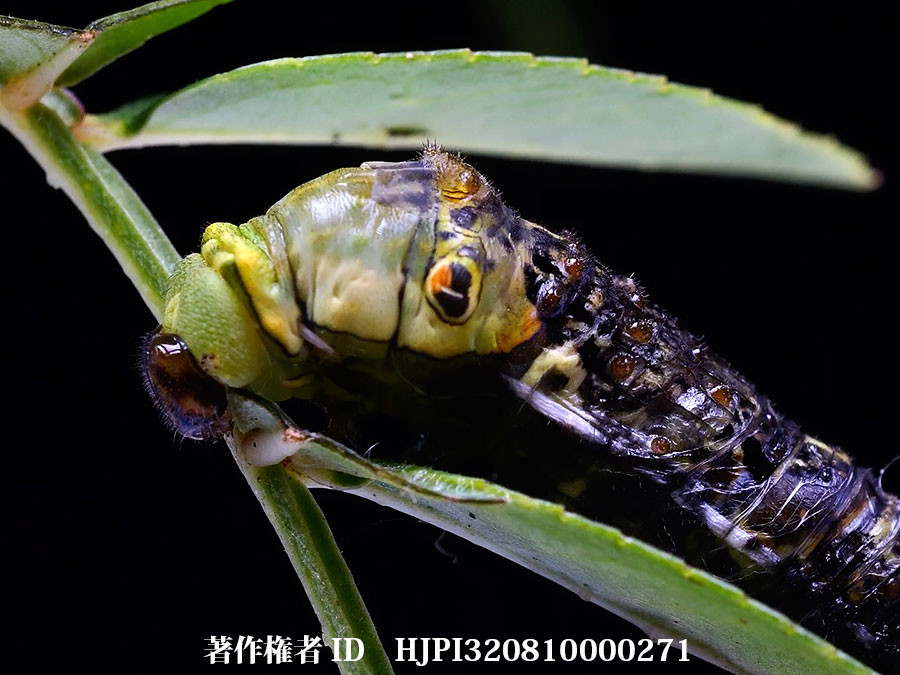 ナミアゲハの終齢への変身