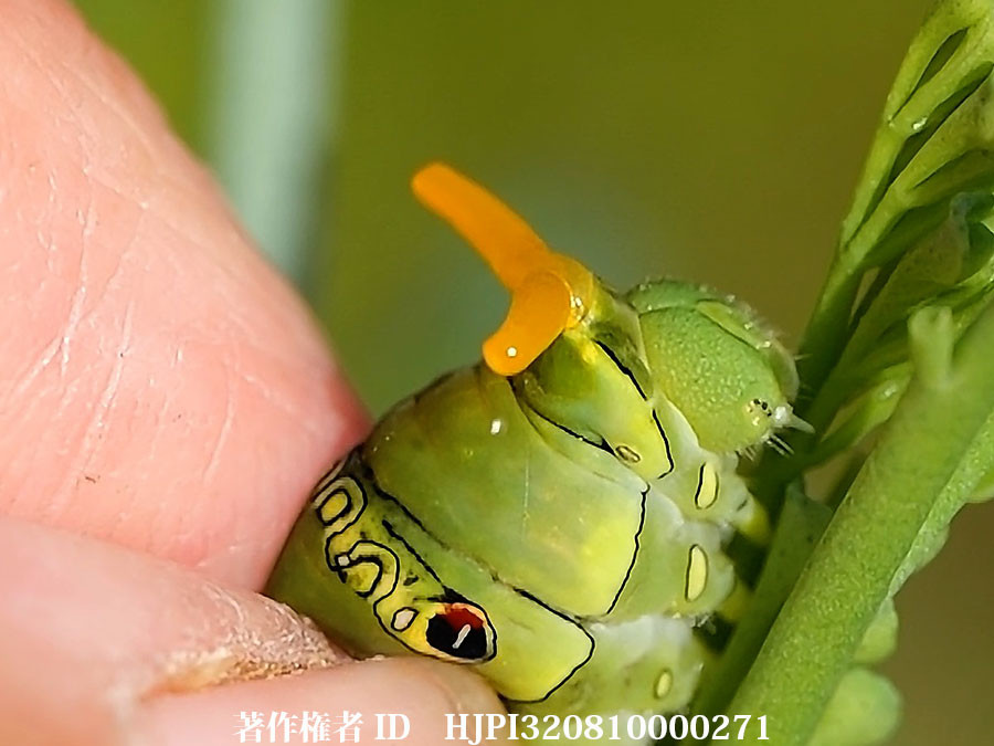 アゲハチョウの幼虫の臭い角