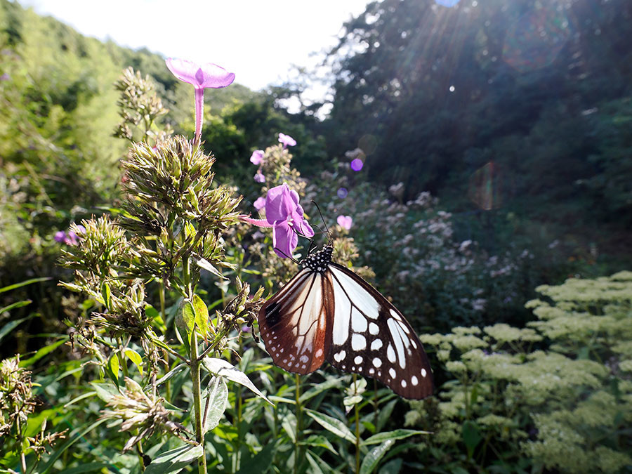 フロックスにアサギマダラ