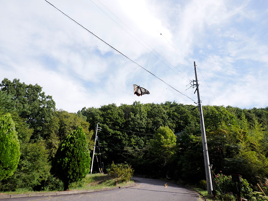 道路を渡るアサギマダラ