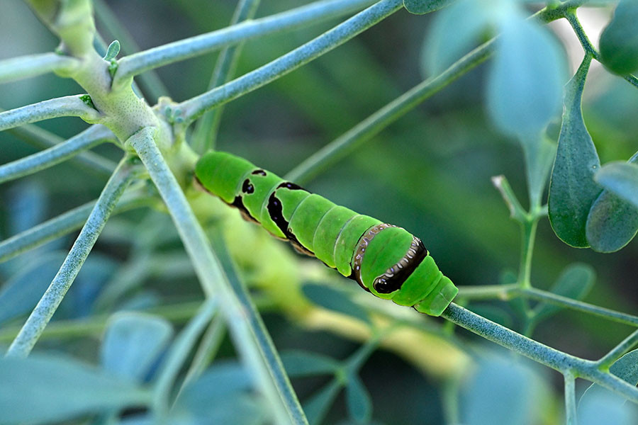オナガアゲハの幼虫