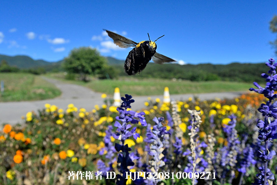 魚眼レンズでクマバチを撮る