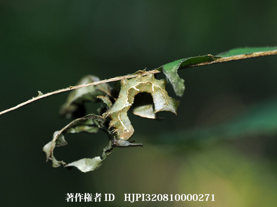 自分で隠れ家を作るスミナガシの幼虫