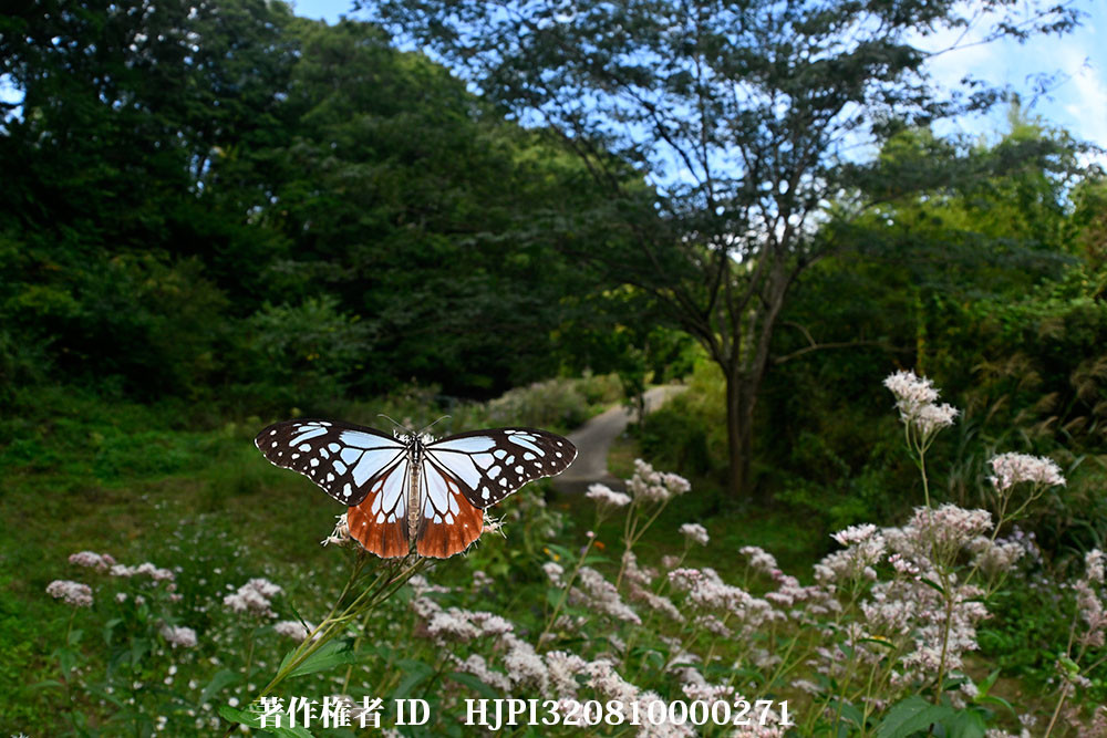 アサギマダラを魚眼レンズで