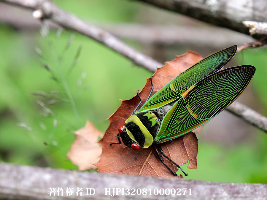雲南省のたいそう美しいセミ　Polyneura cheni