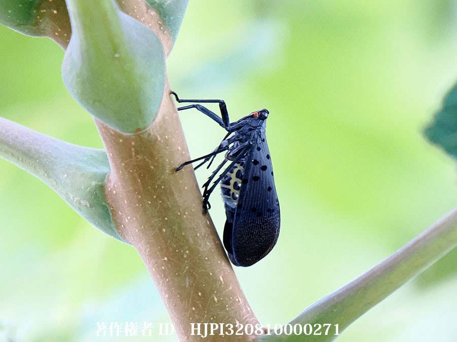 四川省のビワハゴロモの仲間　Lycorma delicatula