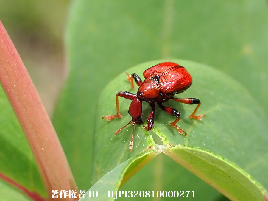 雲南省のオトシブミの仲間