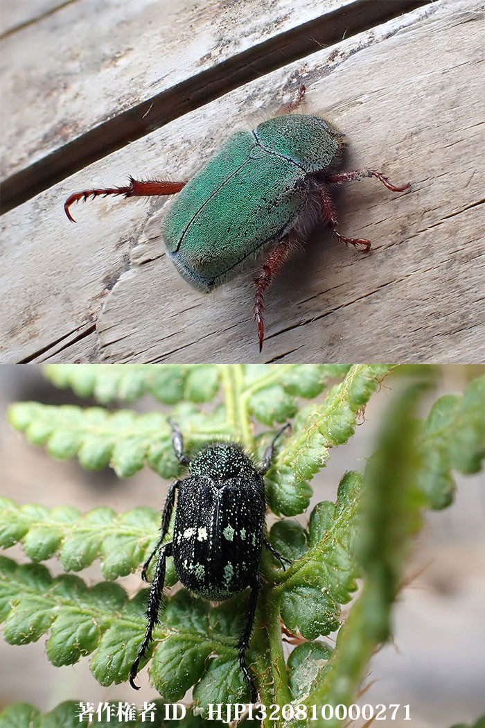 四川省高地の美しい小さなコガネムシ