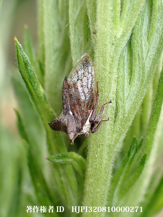 雲南省のモジツノゼミ